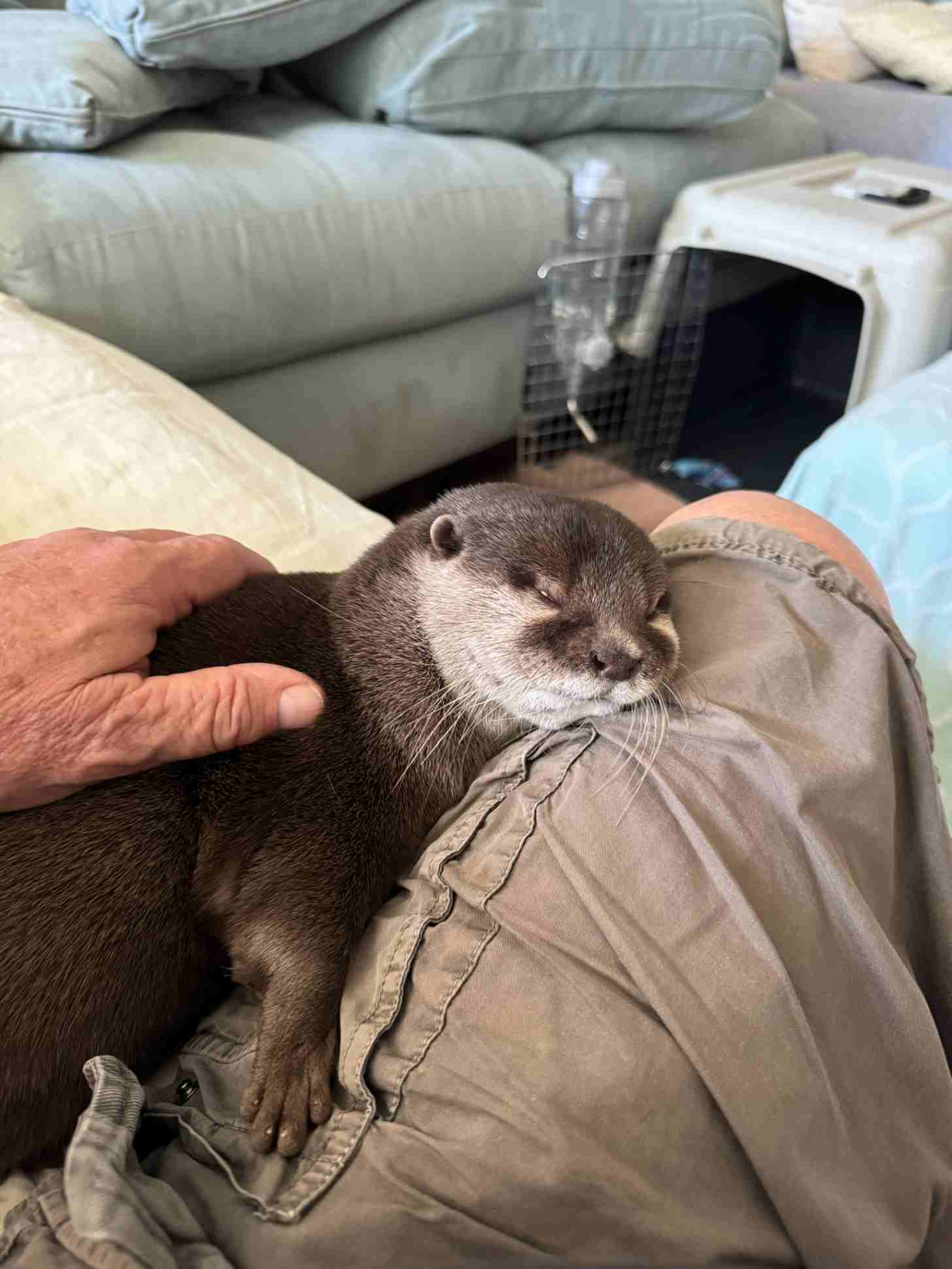 An otter leans against a man's leg, asleep on a couch