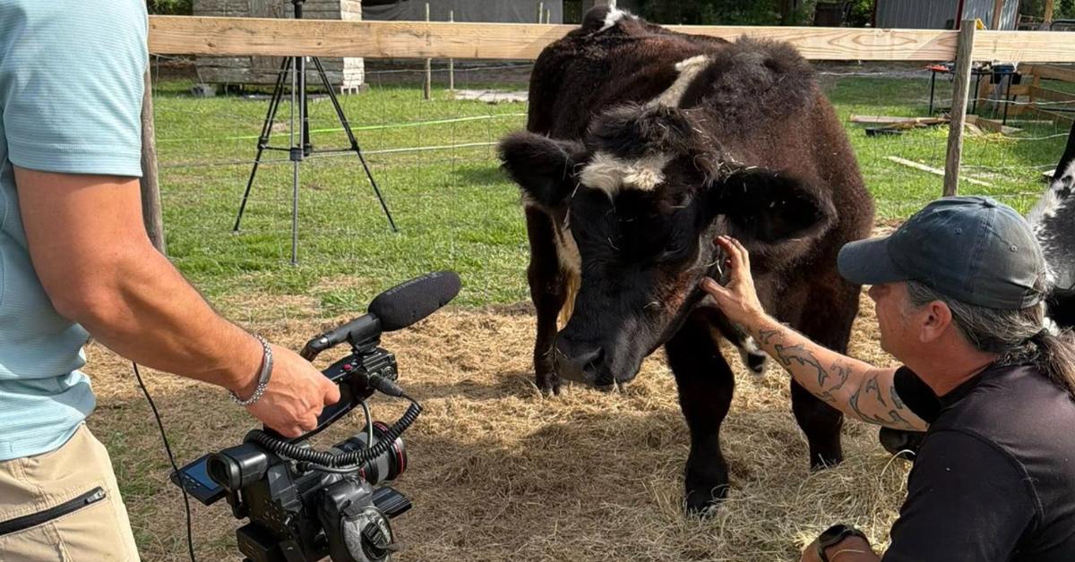 A fluffy black-and-white cow is surrounded by microphones and cameras.