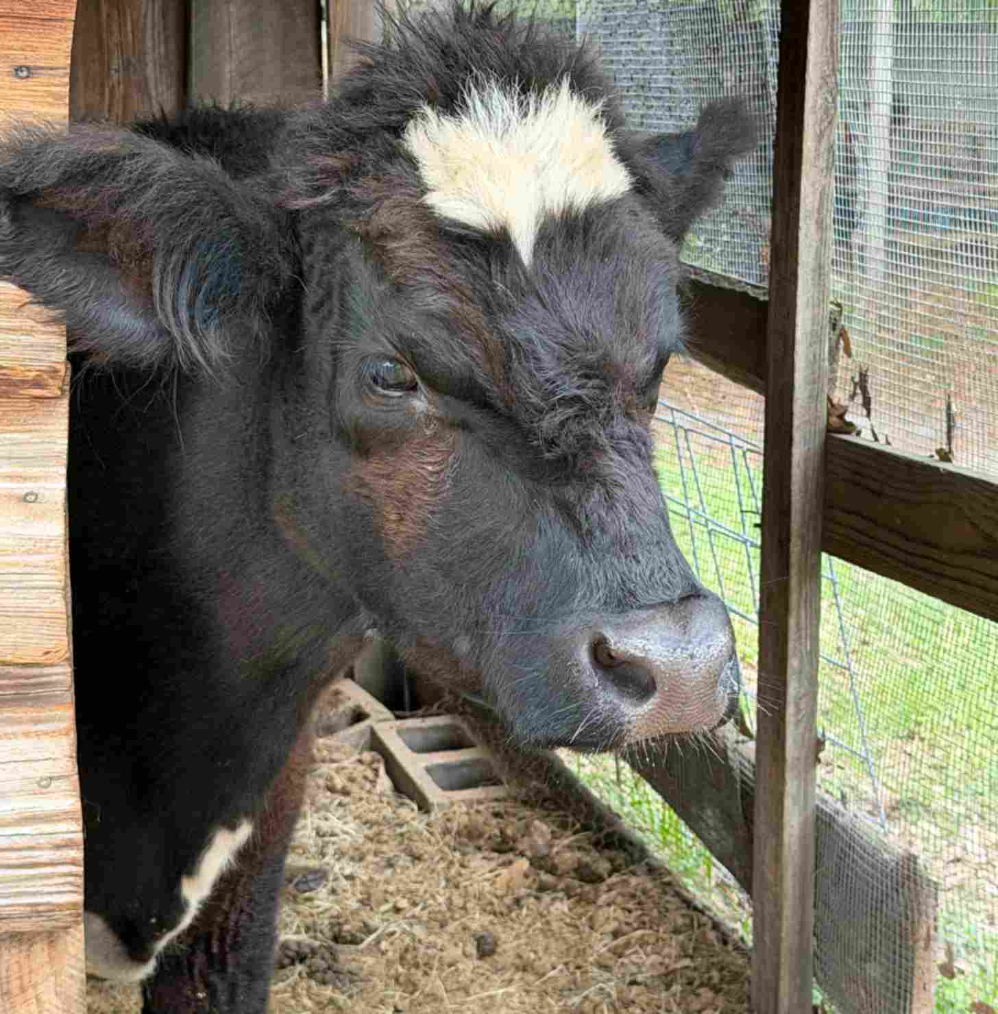 A fluffy black and white cow