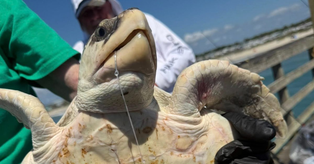 A close-up of a sea turtle with a hook in its mouth, being held by a gloved person