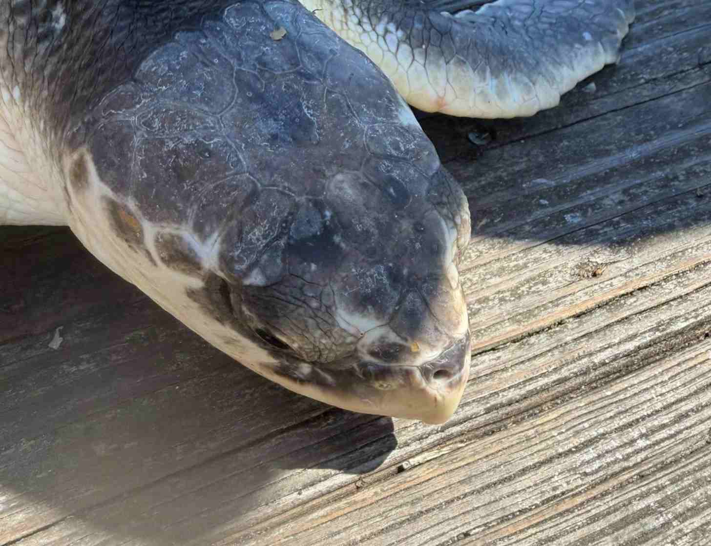 The close-up of a head of a Kemp's ridley sea turtle on a fishing pier