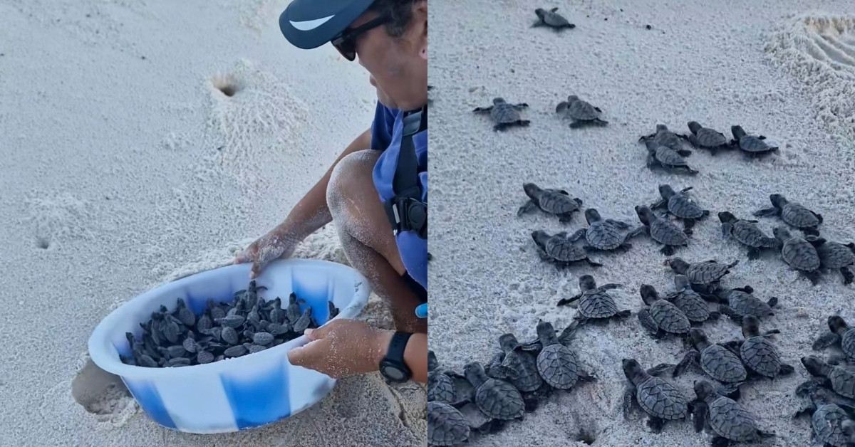 On the left, a man releases a bucket of sea turtle hatchlings onto the sand. On the right, the sea turtles are spread out across the sand