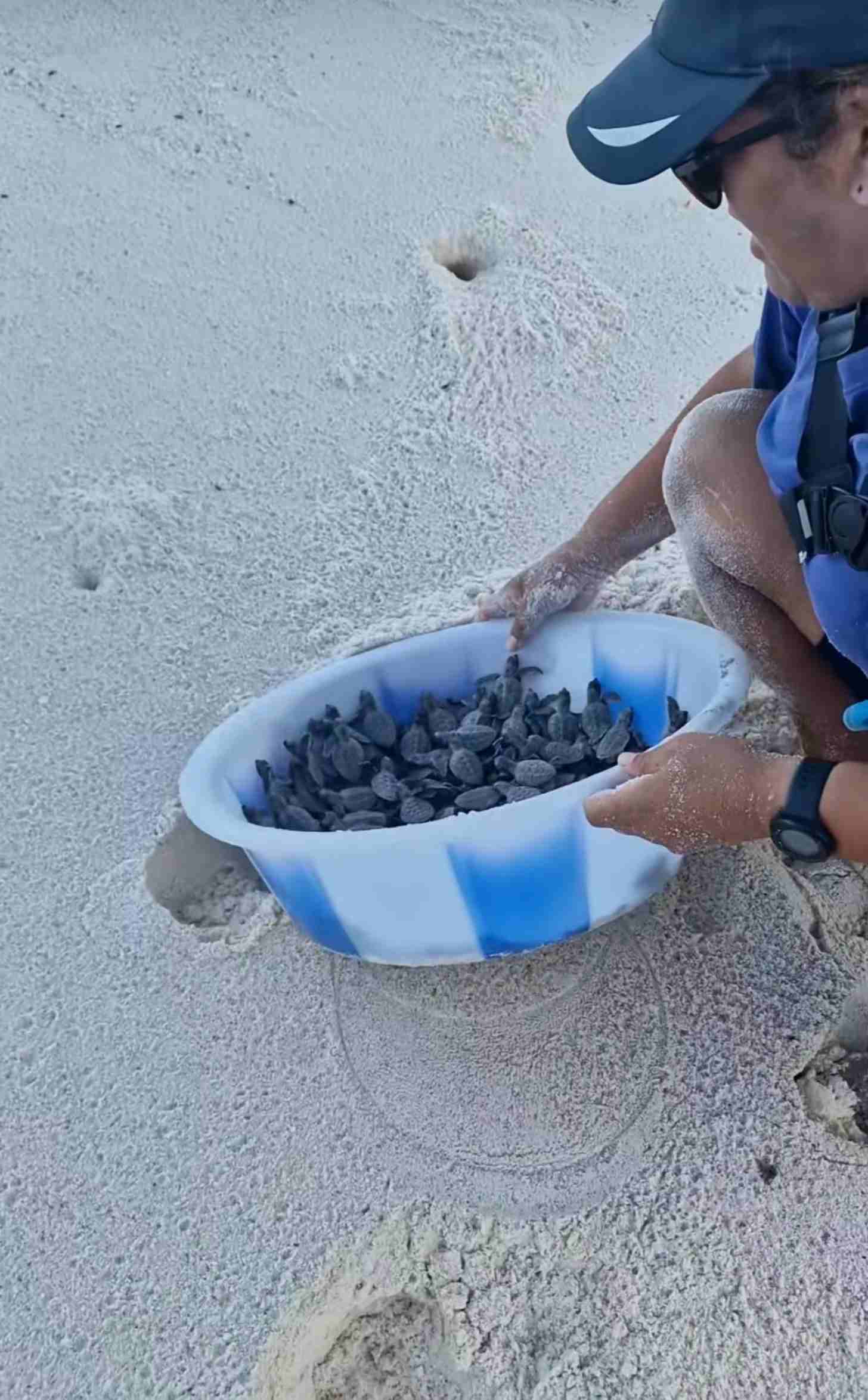 A man releases a bucket of sea turtle hatchlings onto the sand