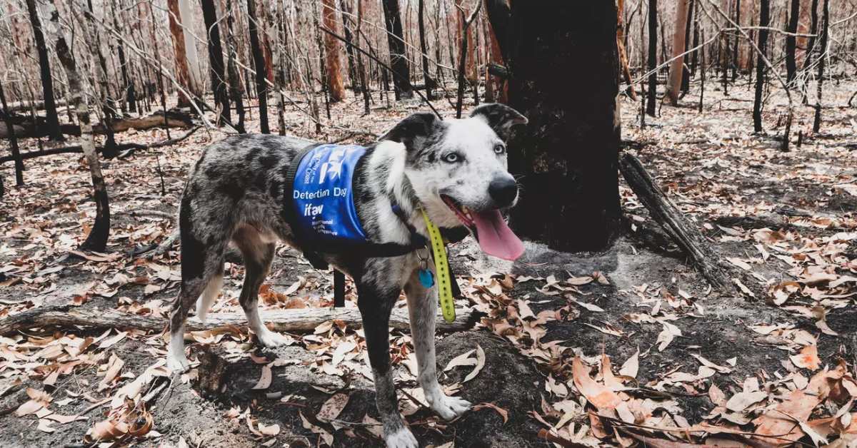 Bear, an Australian dog, wears a blue harness in a burnt forest