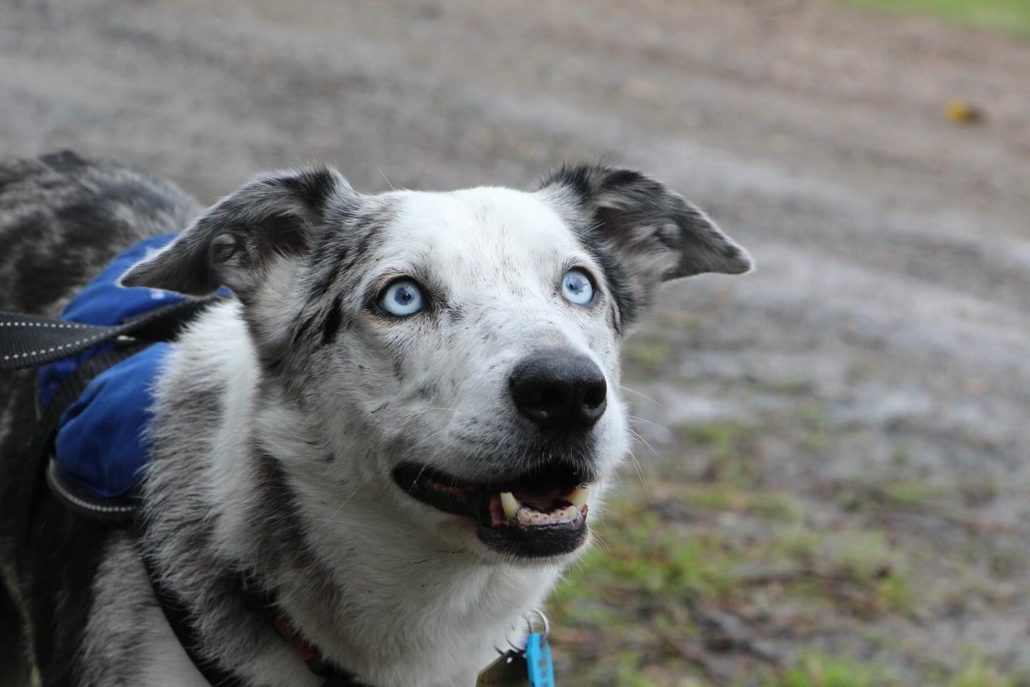 A dog with a white face, blue eyes, and black spots, looks up into the sky