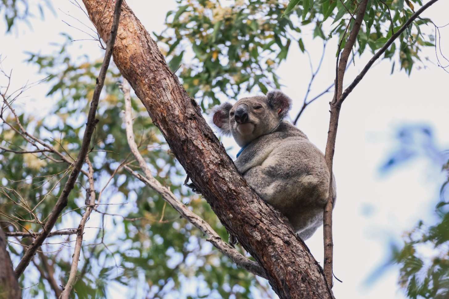 A koala sits in a tree
