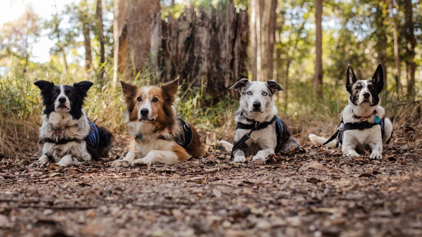Four collie dogs sit patiently in a forest
