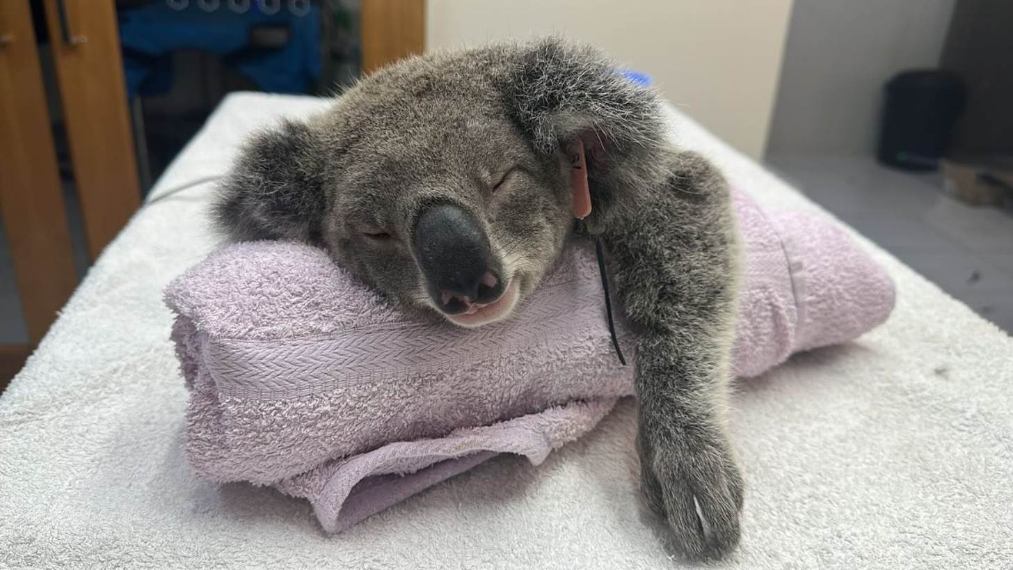 A koala sleeps on a pink towel