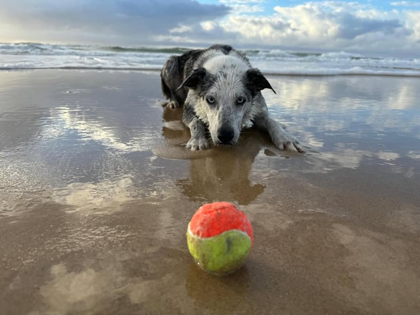 A dog with a white face and black spots lays on a beach with a ball
