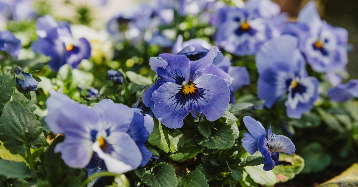 A bushel of pansies