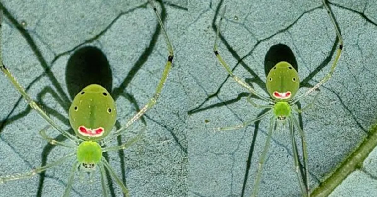 Two frames of a light green, long limbed spider with markings on its back that resemble a smiley face.