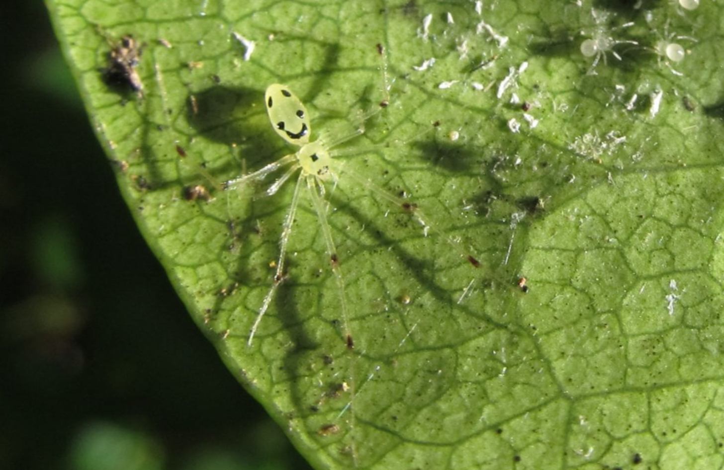 A light green spider on a leaf with markings on its abdomen that resemble a smiley face