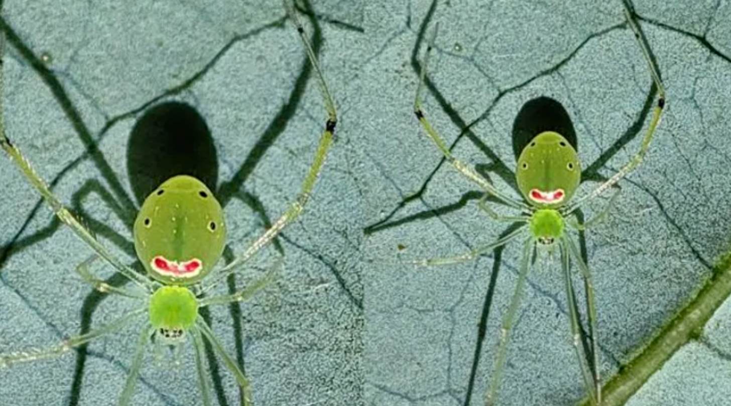 Two frames of a light green, long limbed spider with markings on its back that resemble a smiley face.