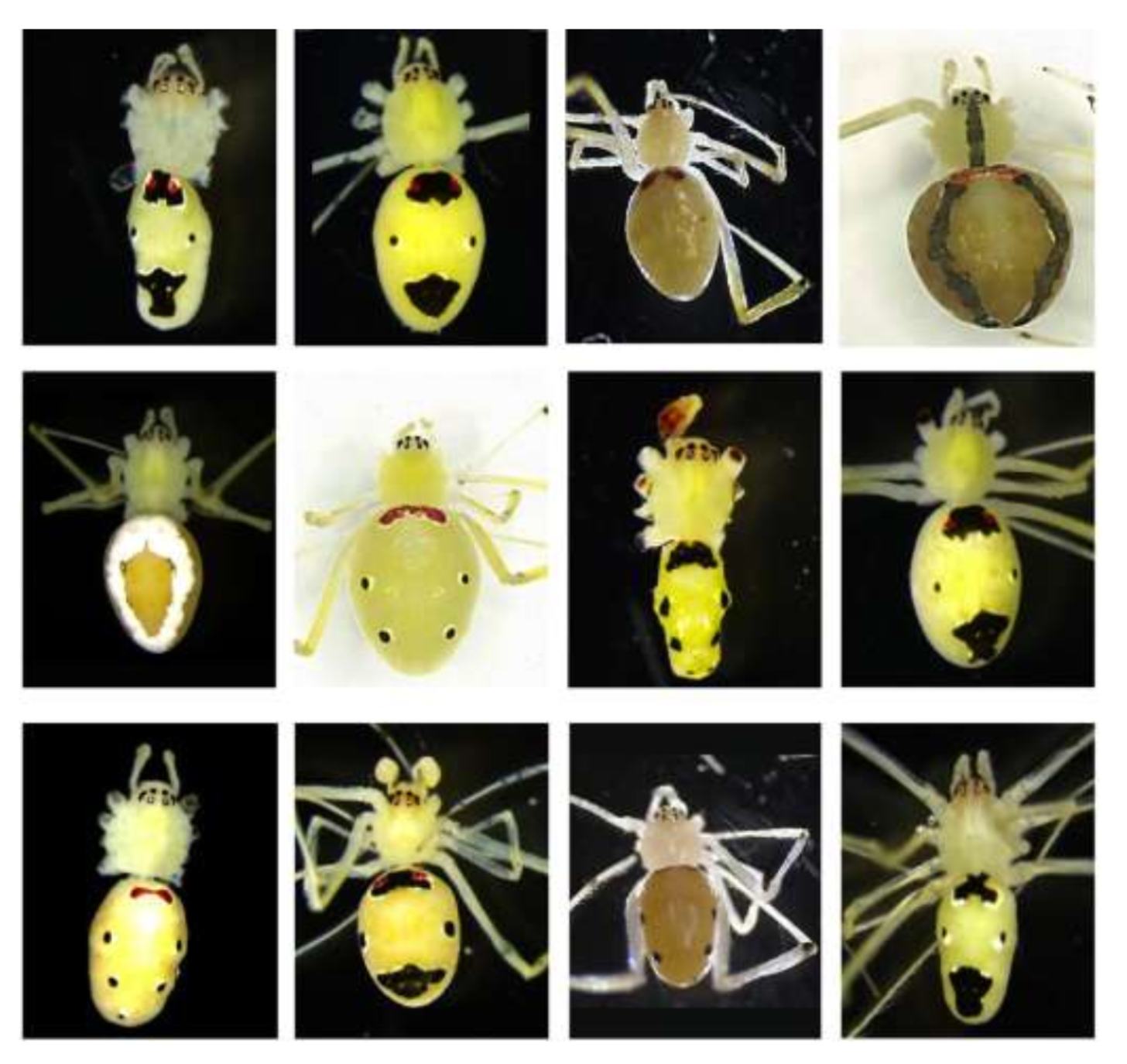 12 frames of close-ups of the Himalayan happy-face spider in assorted colors and shapes, largely yellow and tan with different types of "smiley faces" on their backs