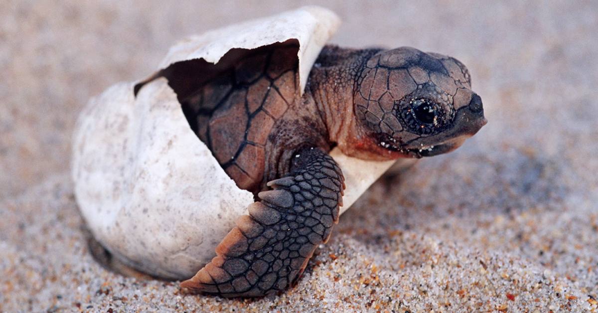 A sea turtle hatchling emerges from an egg