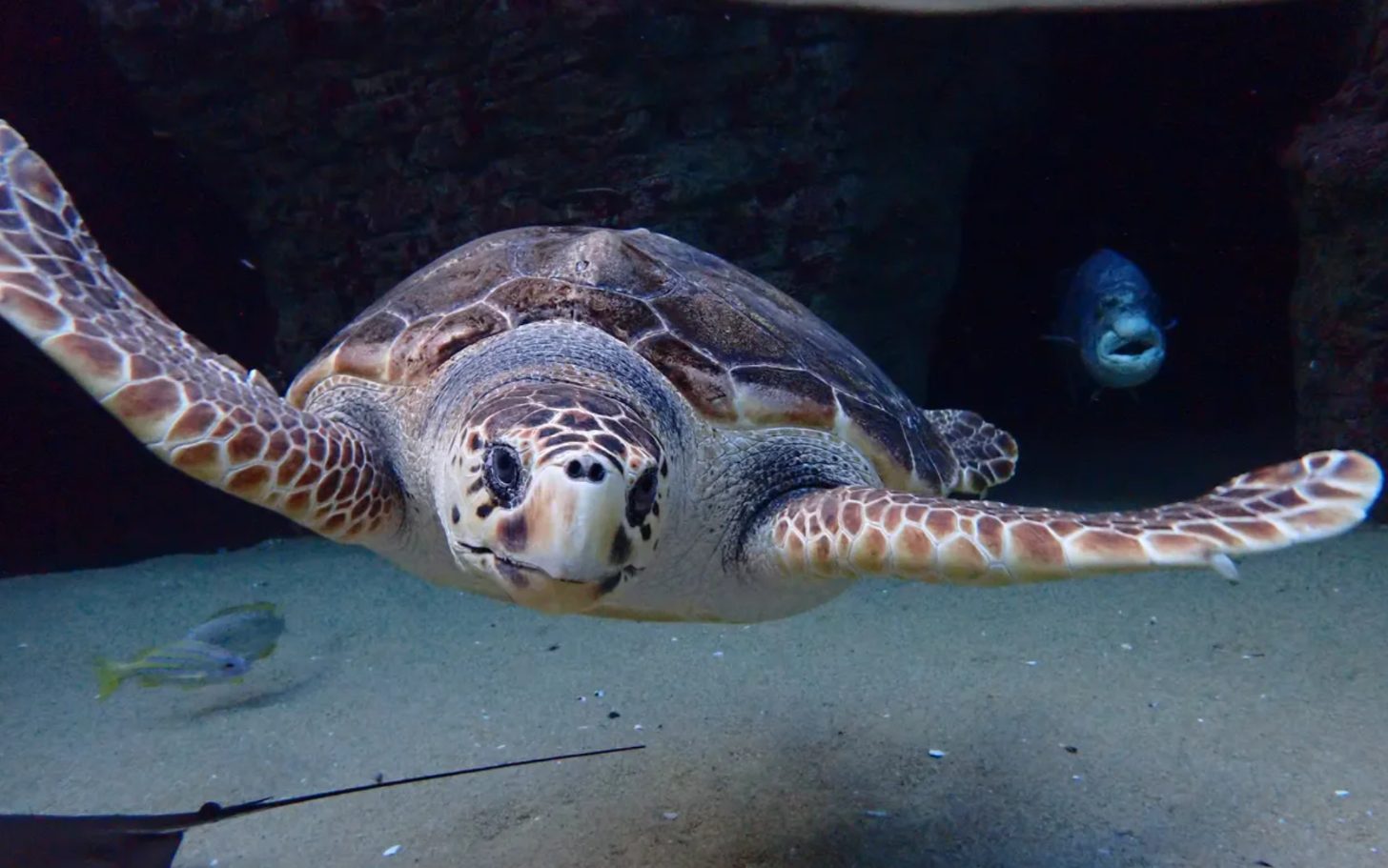 An adult loggerhead sea turtle swims through a large aquarium tank