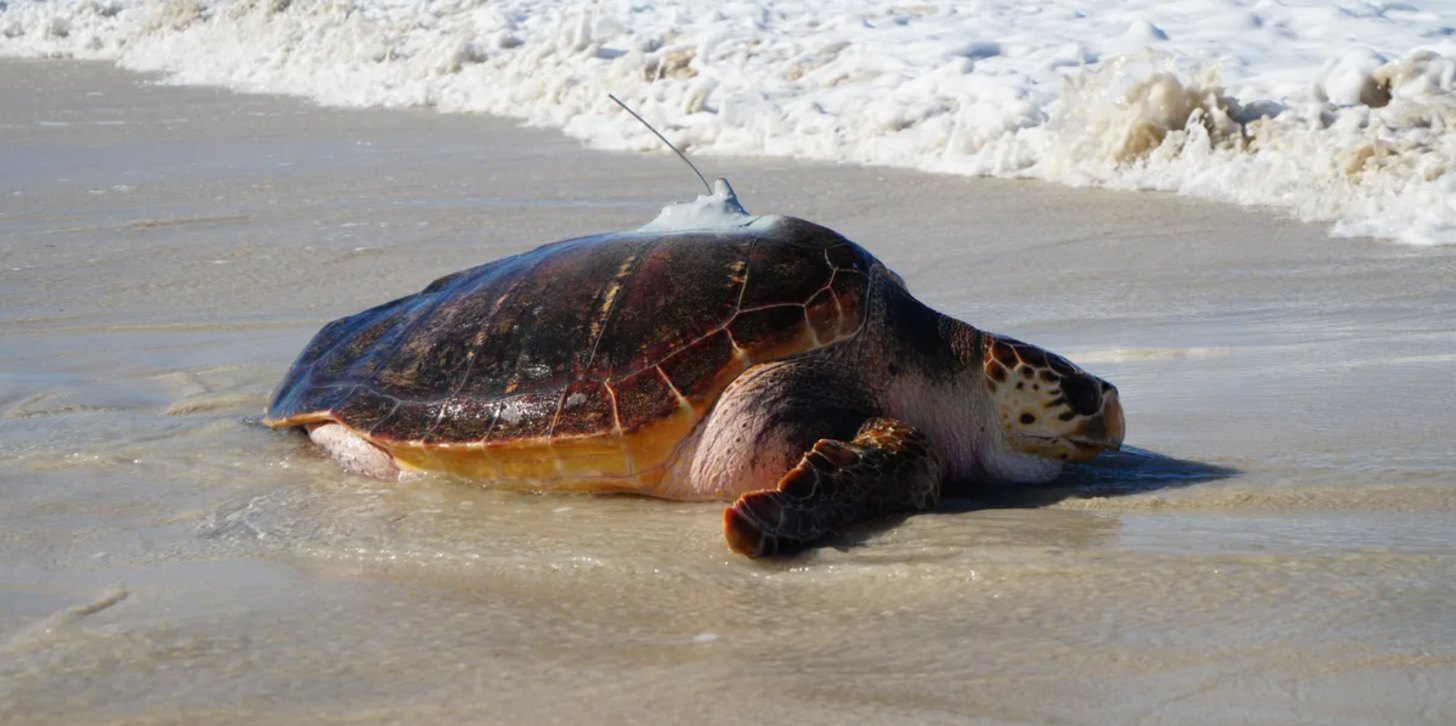 An adult loggerhead sea turtle on the sands of a shorline, heading towards the crashing waves 
