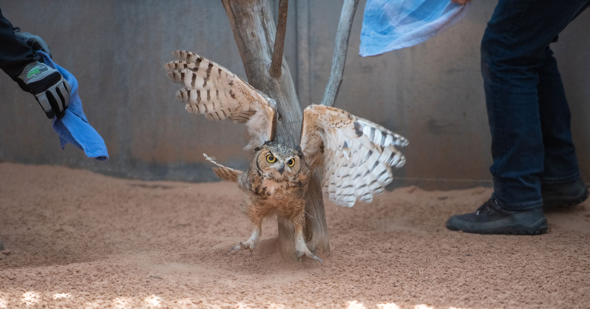 A young great horned owl flaps its wings in an aviary
