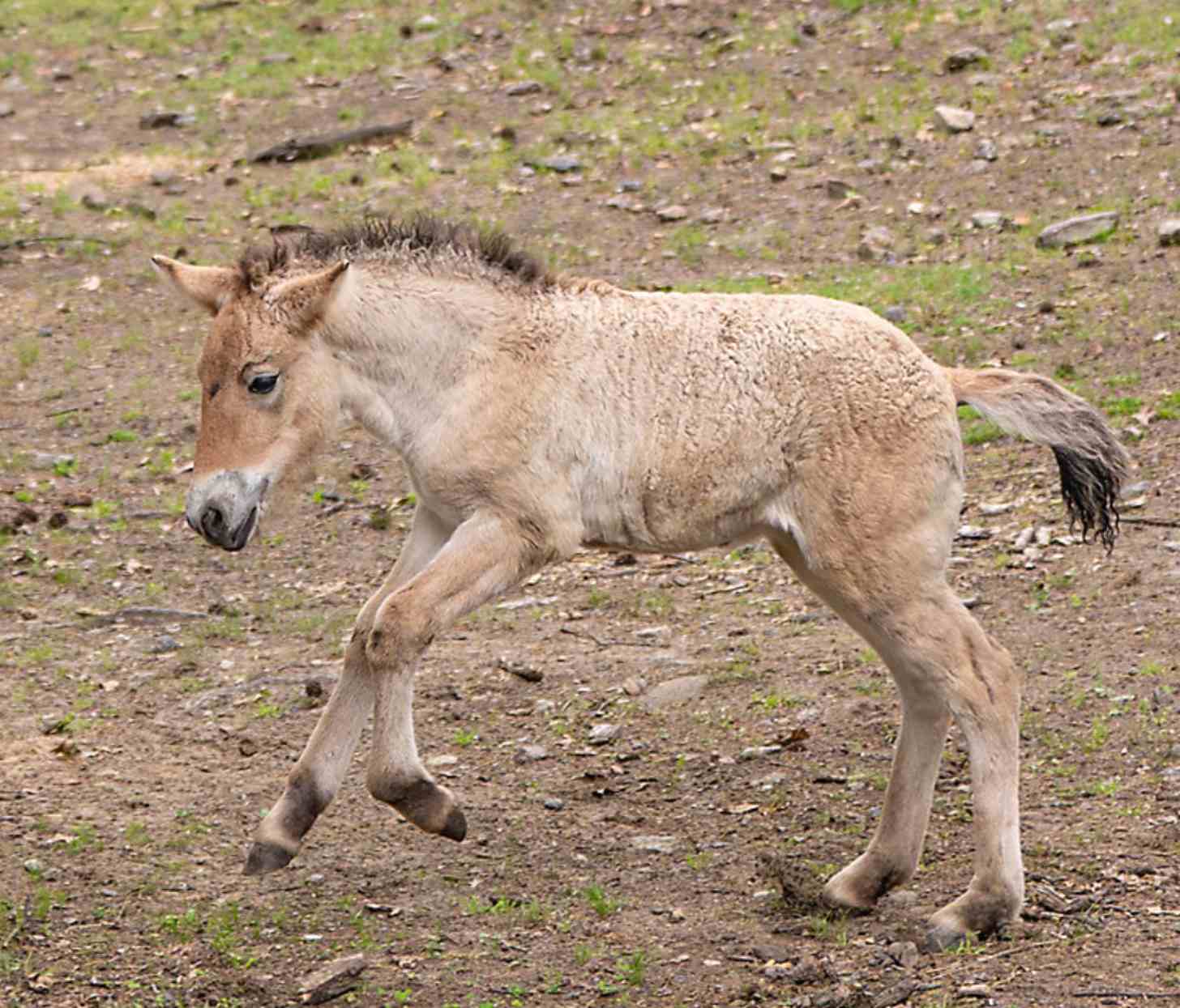 A Przewalski's horse foal frolicks in a sanctuary