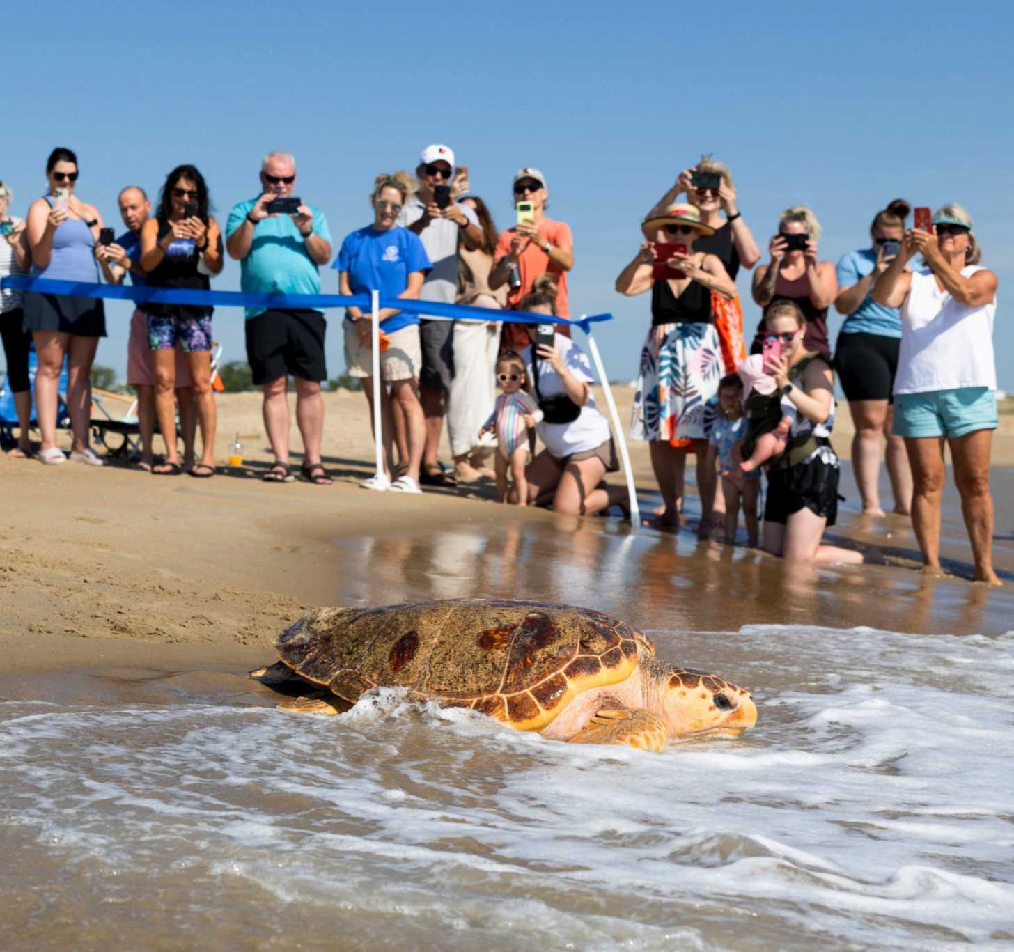 A smiling crowd gathers behind a rope as a sea turtle returns to the ocean
