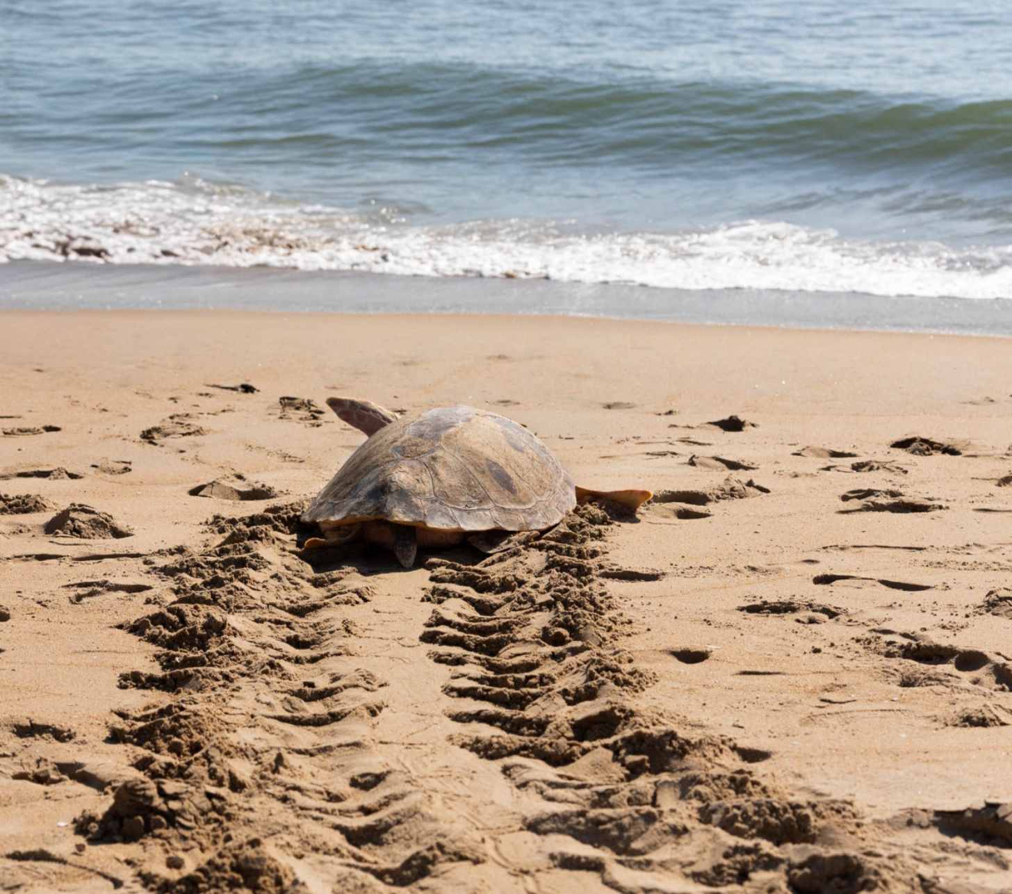 A sea turtle leaves a trail in the sand behind him as he heads back to the ocean