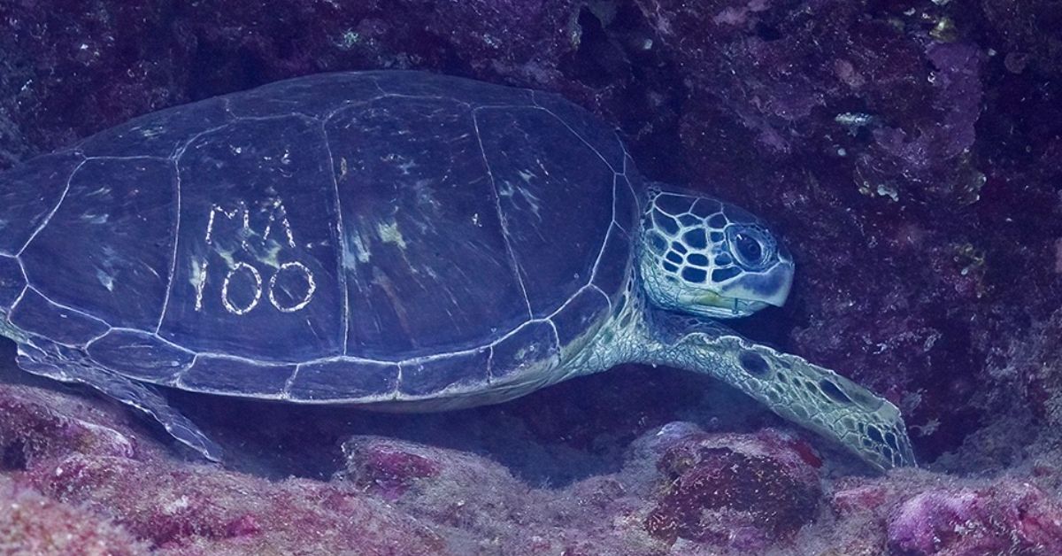 A sea turtle underwater with a white etching on its shell