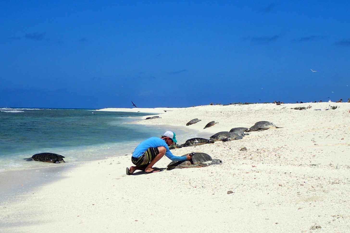 A person uses a dremel to etch into the shell of a green sea turtle on the beaches of Hawaii