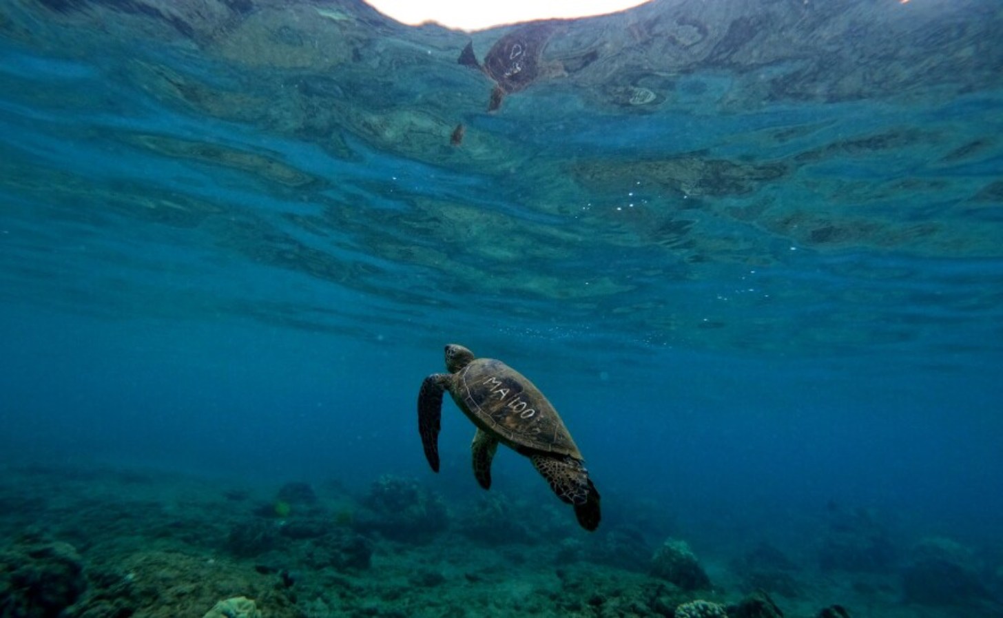 A green sea turtle with white etching on its shell swims underwater