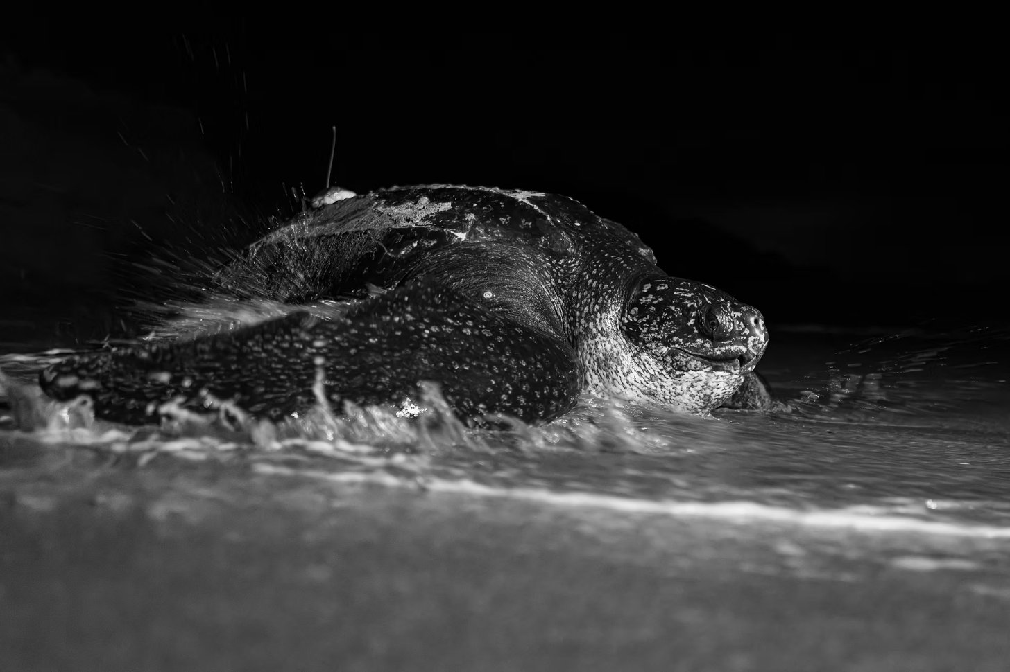 A black and white photo of a giant leatherback sea turtle in the water