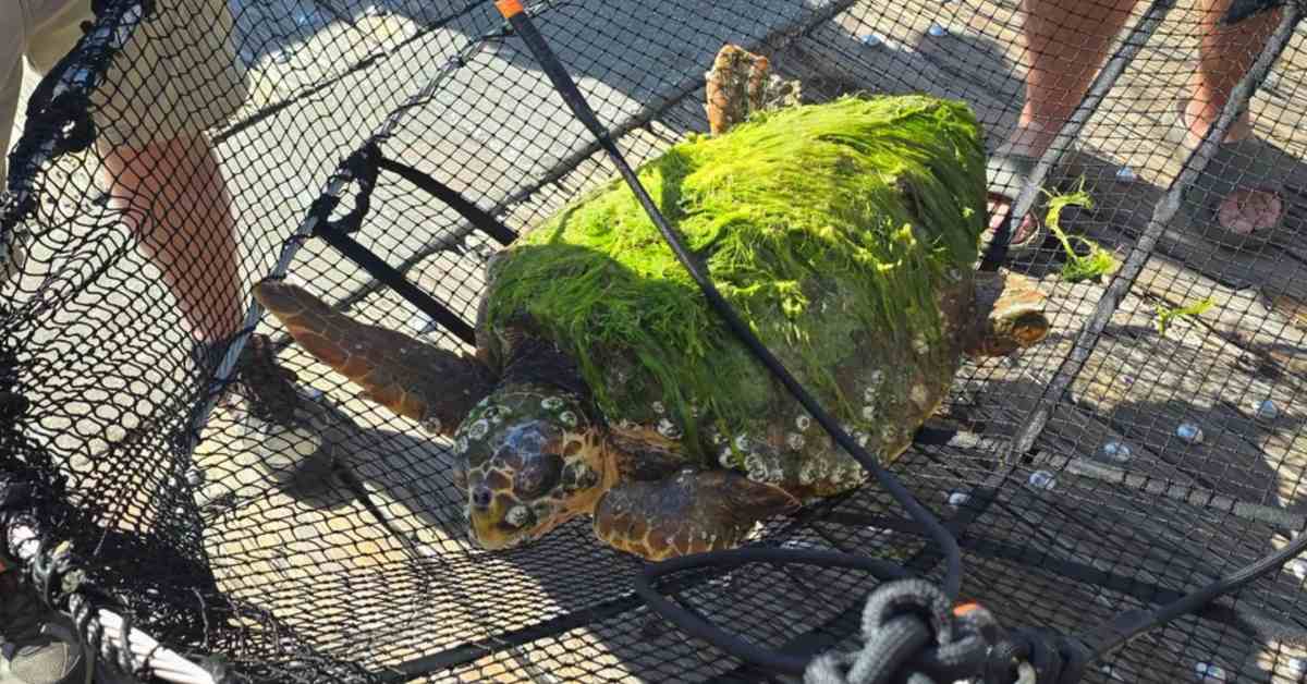 A sea turtle with thick algae coated to its shell is in a net being carried by a team of volunteers