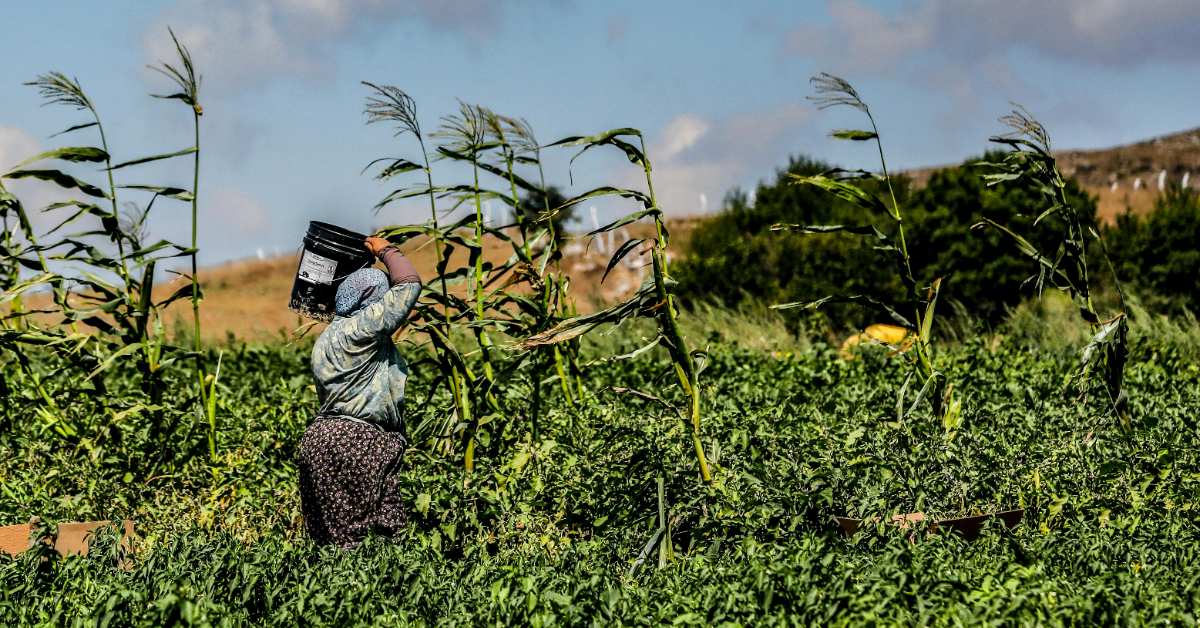 A woman farms in tall crops