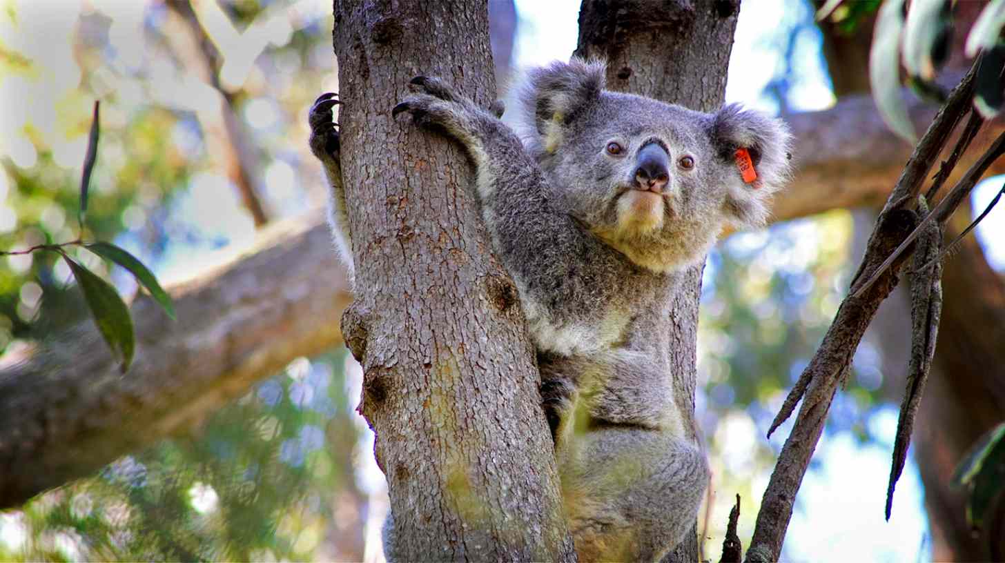 A koala in a tree