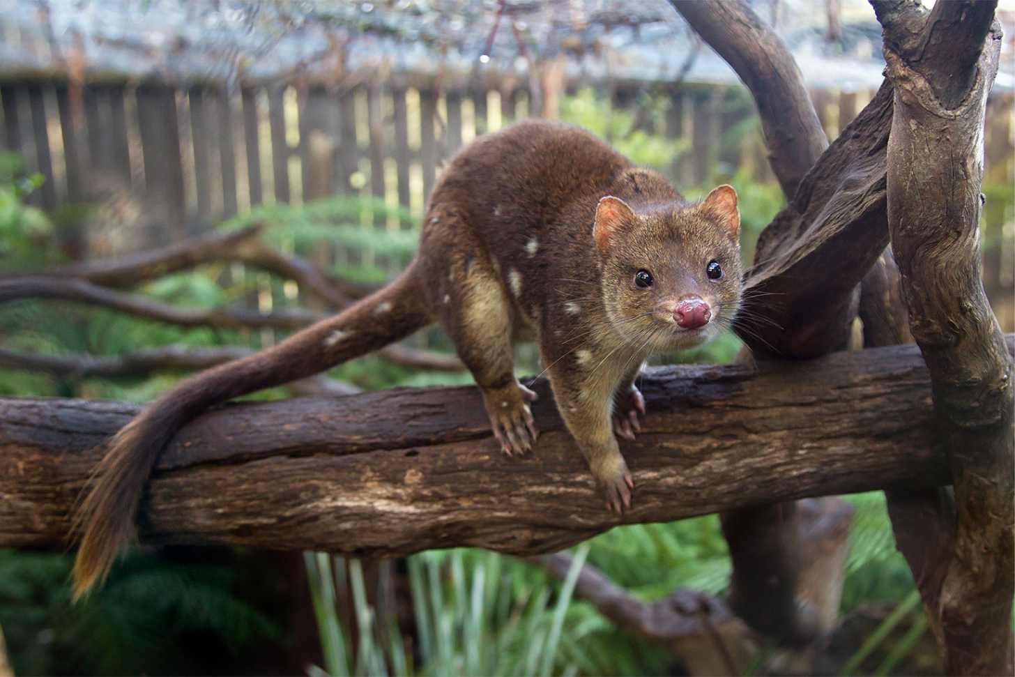 A spotted-tailed quoll on a tree branch