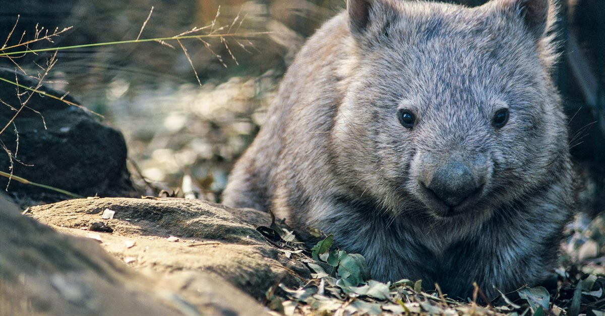 A wombat in Australia