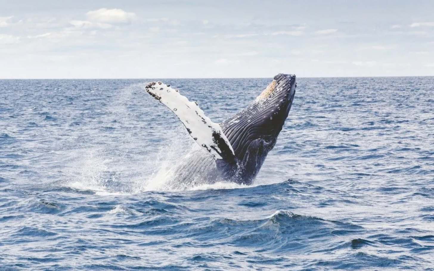 A whale breaching the surface of the water