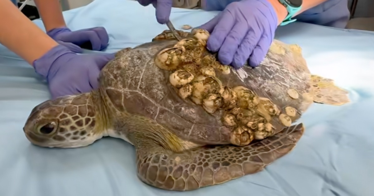 A green sea turtle covered in barnacles gets barnacle removal help from a marine biologist wearing gloves.
