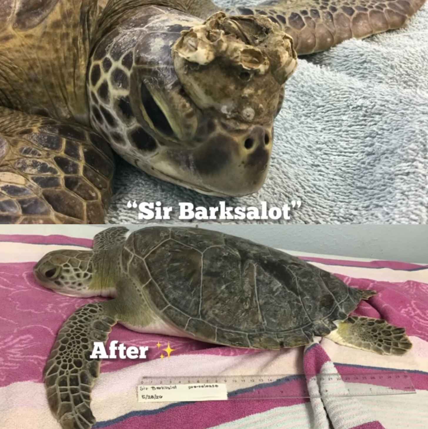 Above, a green sea turtle with barnacles on its head. Below, the same sea turtle without them.
