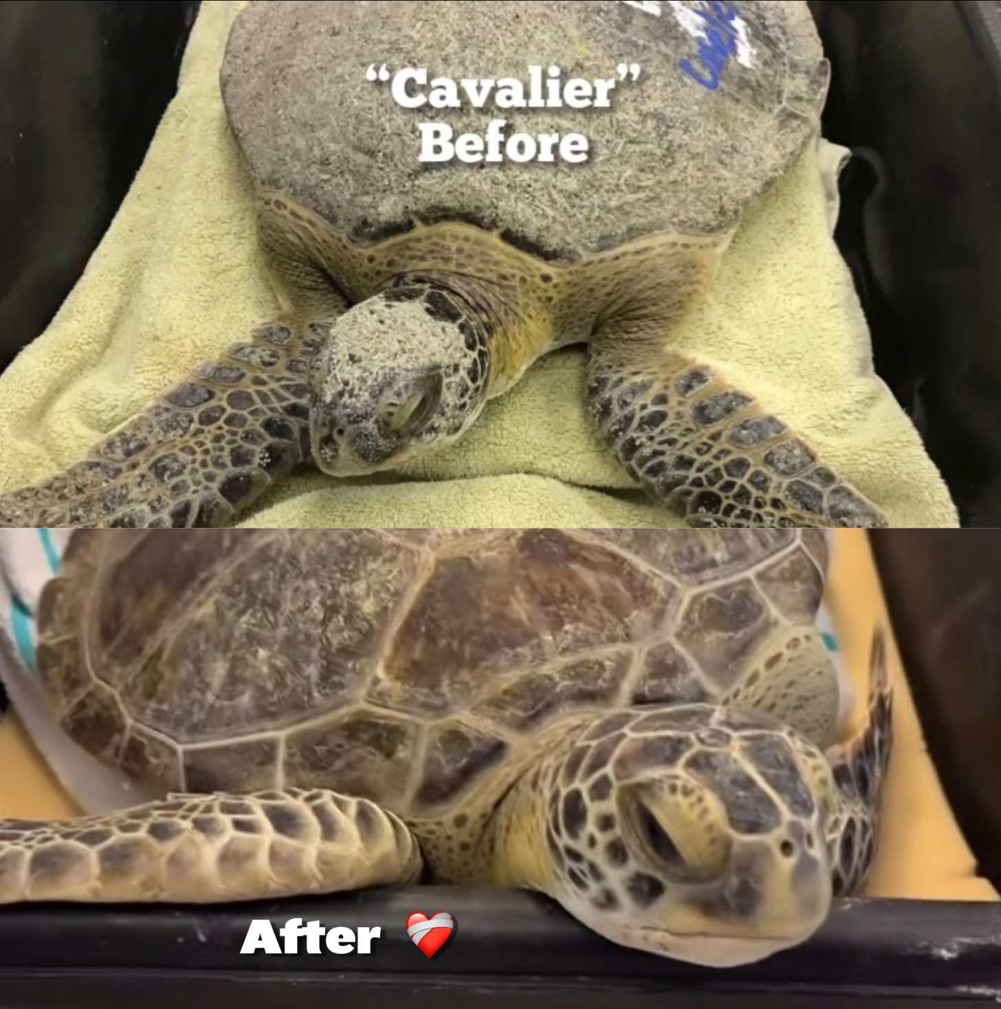 Text reads: Cavalier Before and After, with a first image of a green sea turtle covered in algae and sand, and the same turtle clean and refreshed below