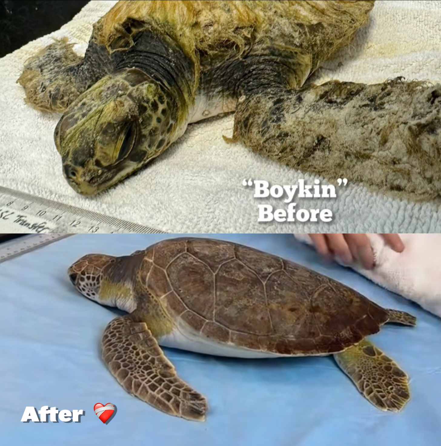 Text that reads Boykin Before and After with a small green sea turtle covered in thick algae, and the same sea turtle cleaned up on a clinic's table