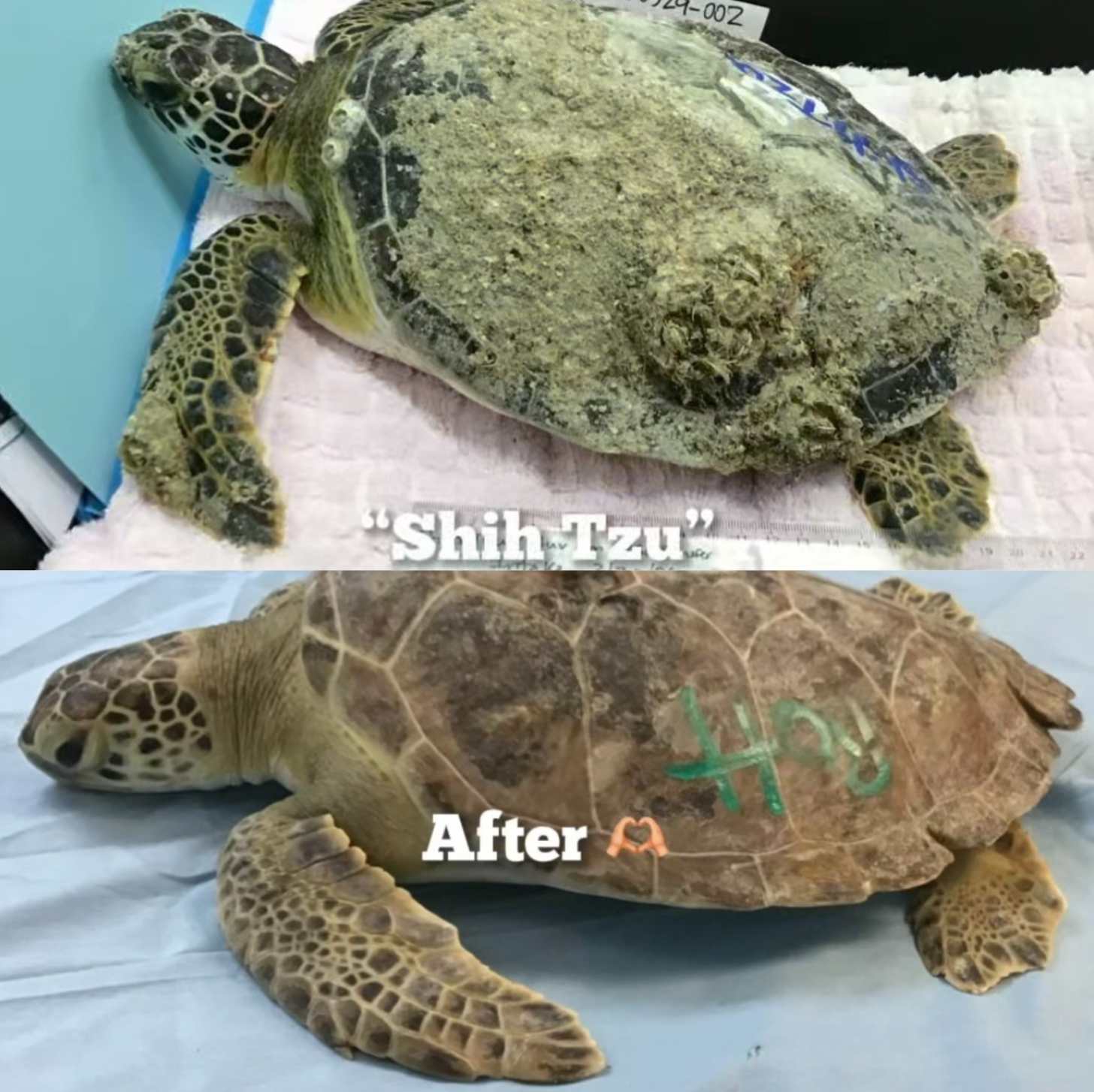 Text that reads Shih Tzu before and after, with a sea turtle covered in sand and barnacles up top, and the same sea turtle with a clean shell below