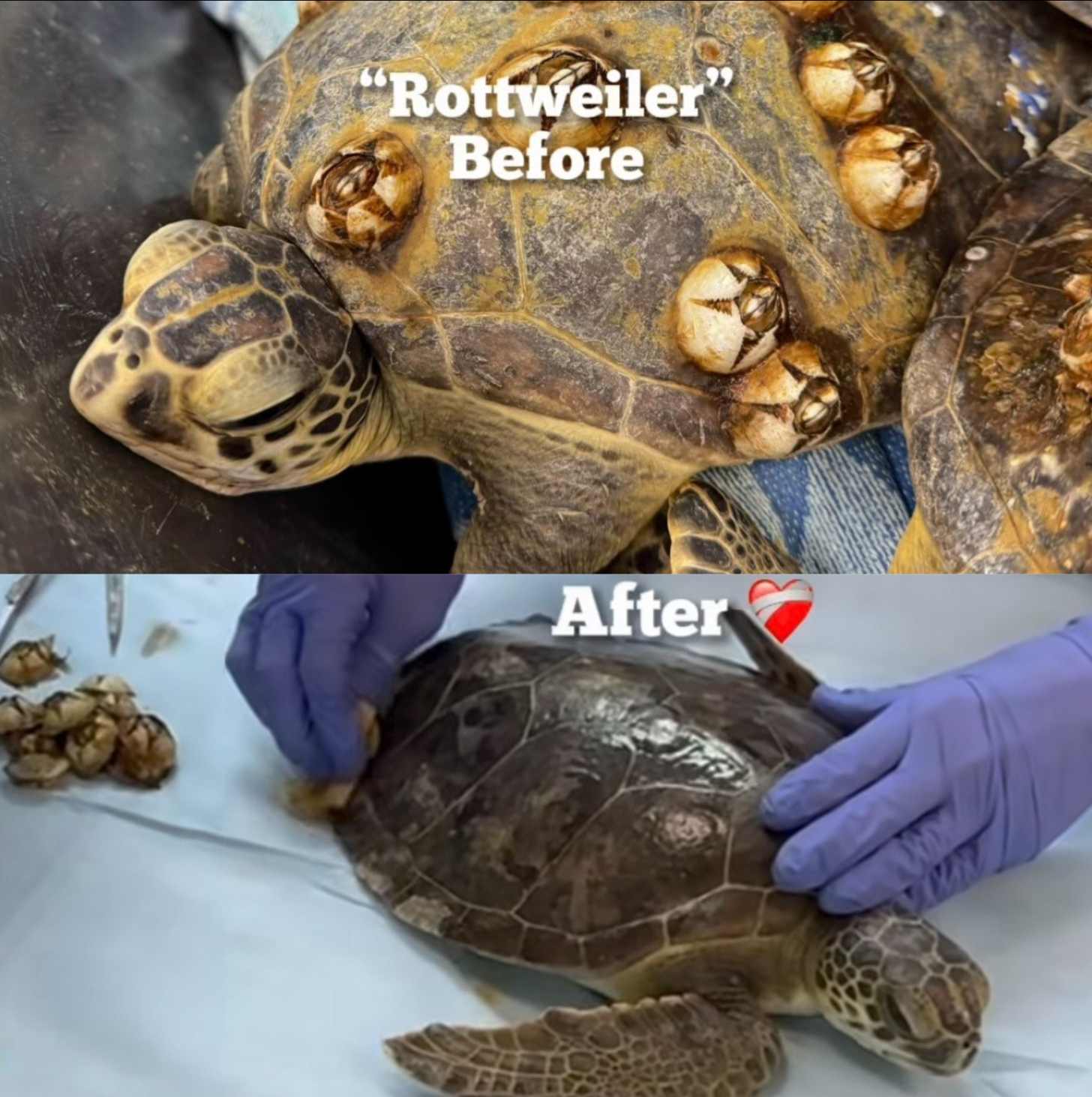 Text that reads Rottweiler before and after, with a turtle covered in huge barnacles up top, and the same turtle cleaned up and healed below