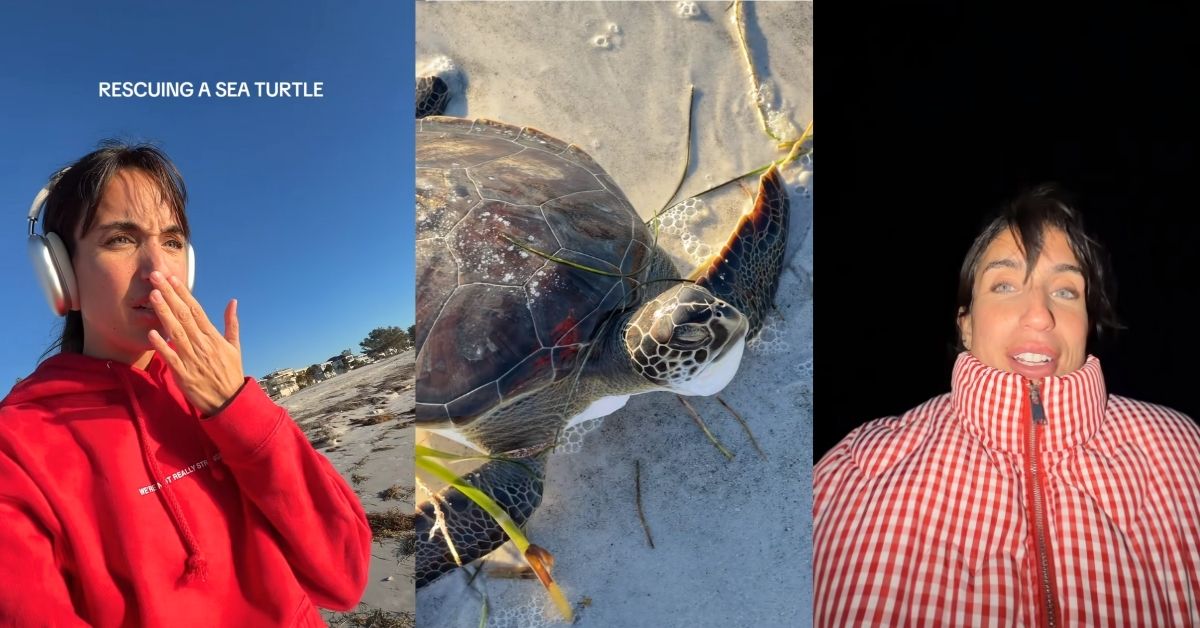 From left to right: A woman in a red hoodie gasps at something off camera. A close-up of a green sea turtle washed ashore. The same woman from the left panel on the beach when its pitch dark, bundled up in a coat
