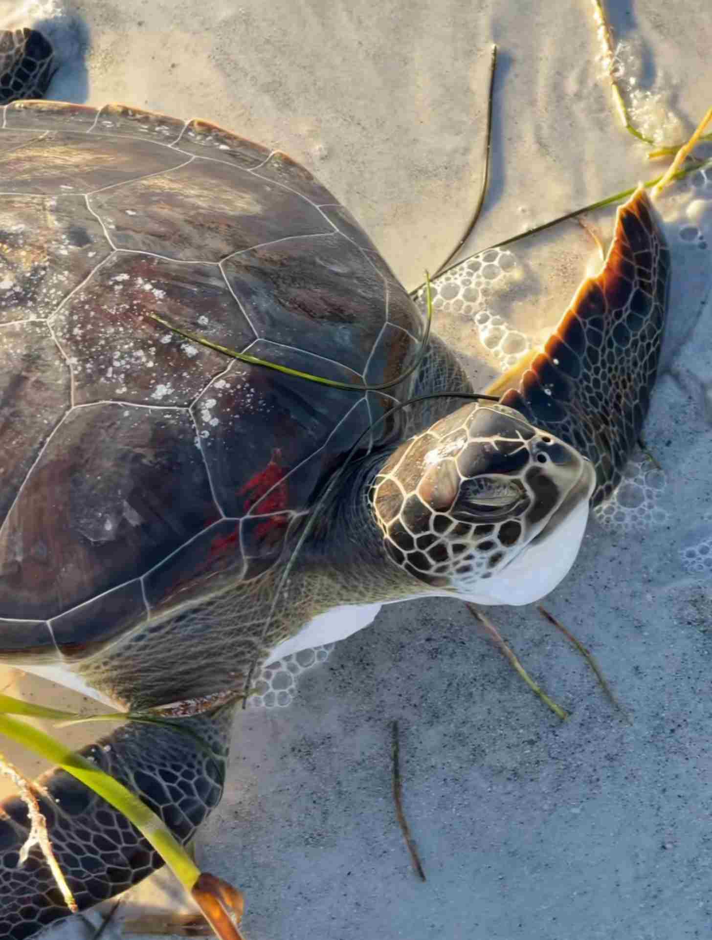 A close-up of a green sea turtle