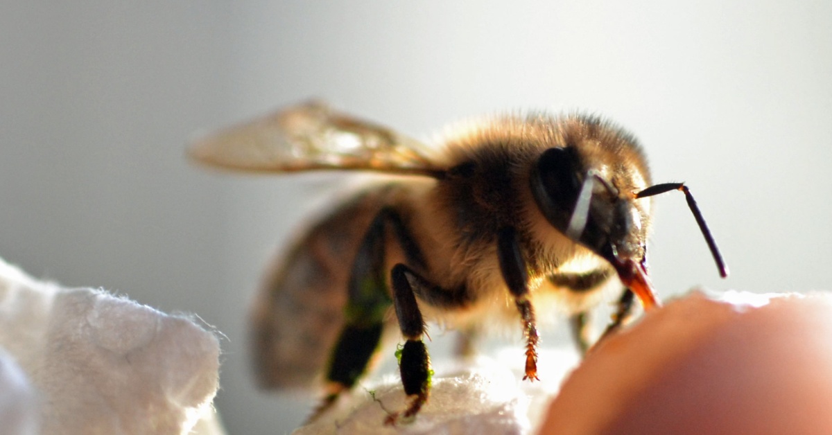 A honey bee rests on a finger, sucking up nectar.