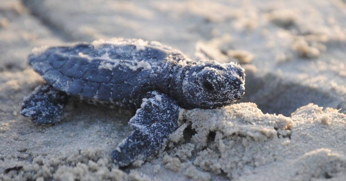 A baby sea turtle crawls along the sand. 