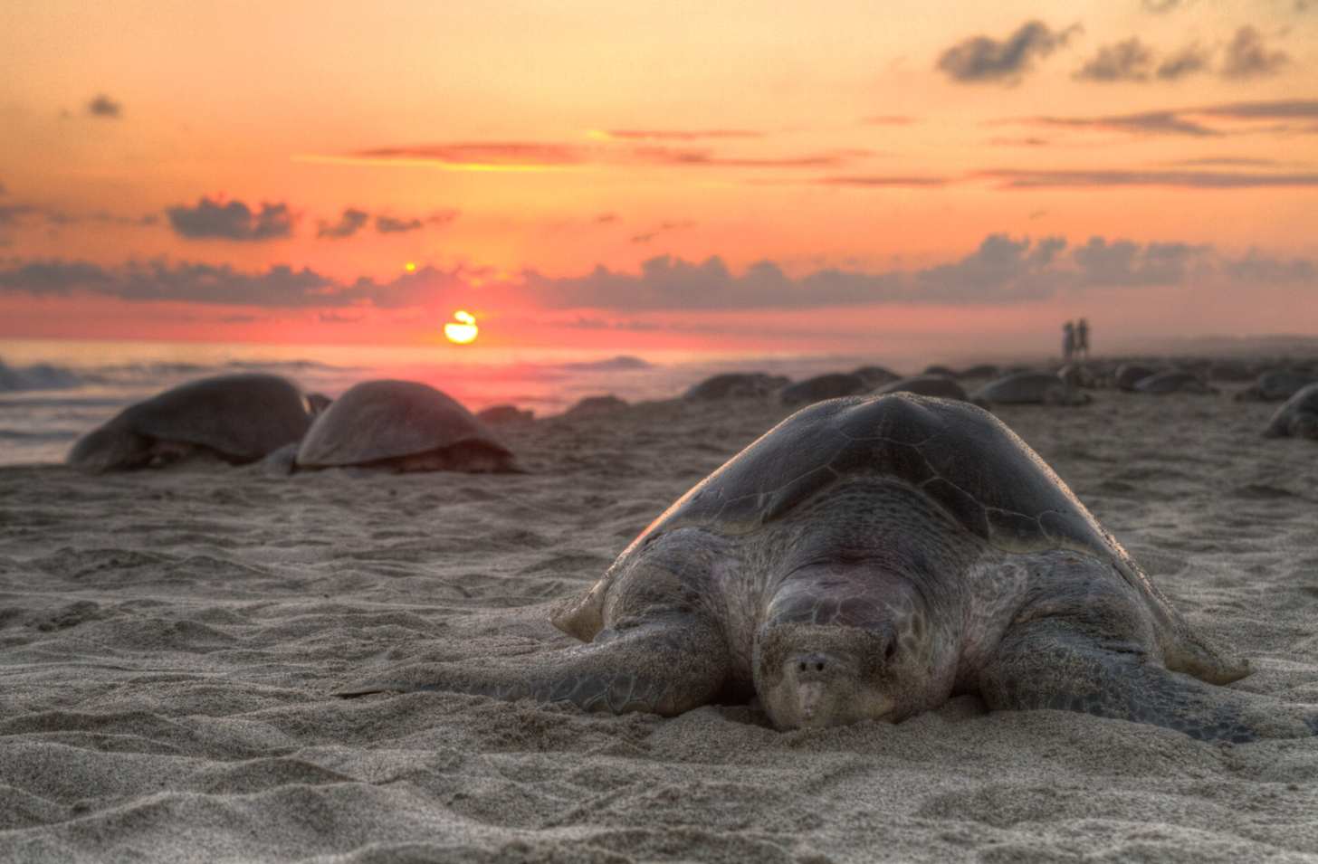 A female olive ridley sea turtle nesting on a beach in Mexico as the sun sets in the background