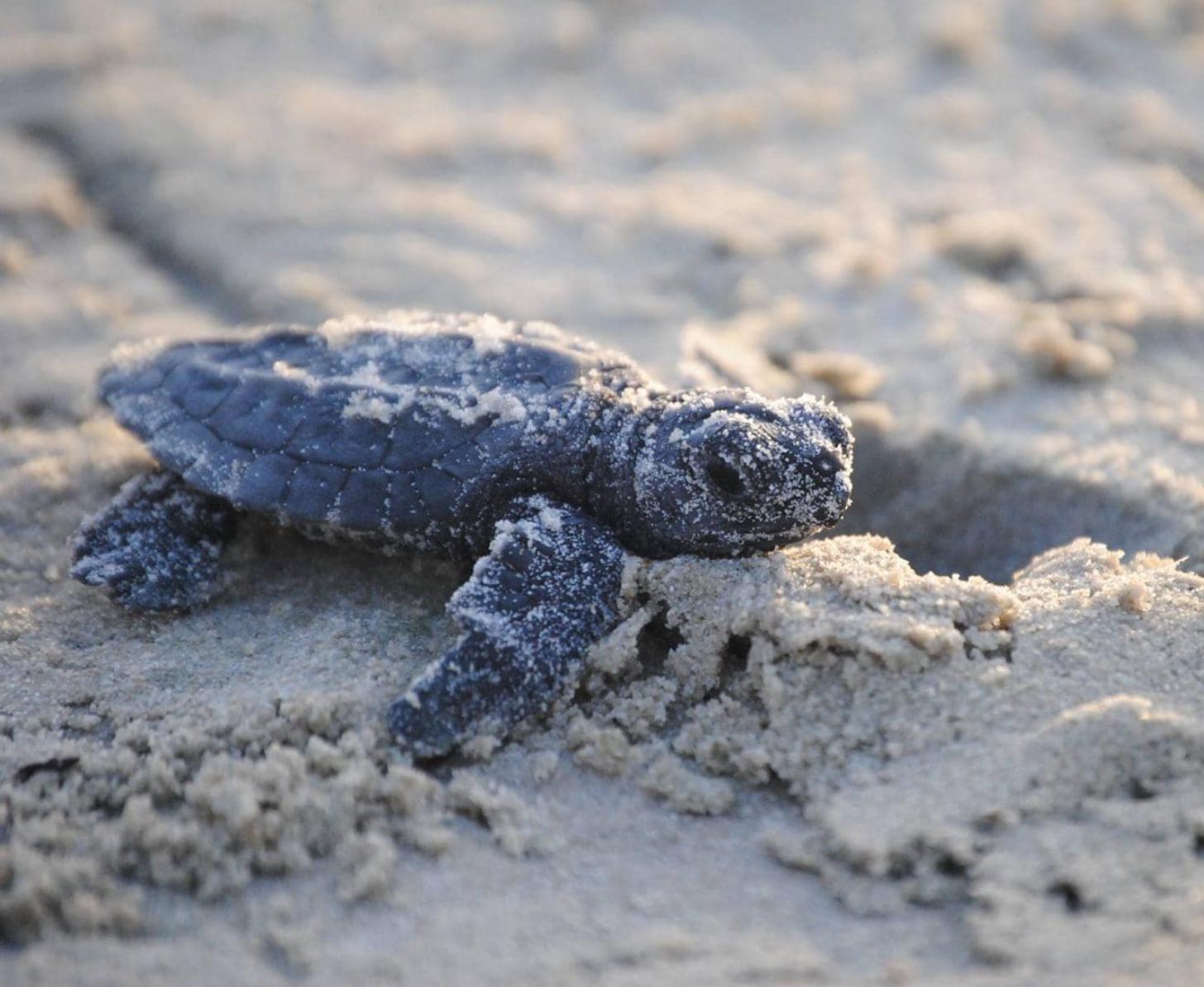 A baby sea turtle crawls along the sand.