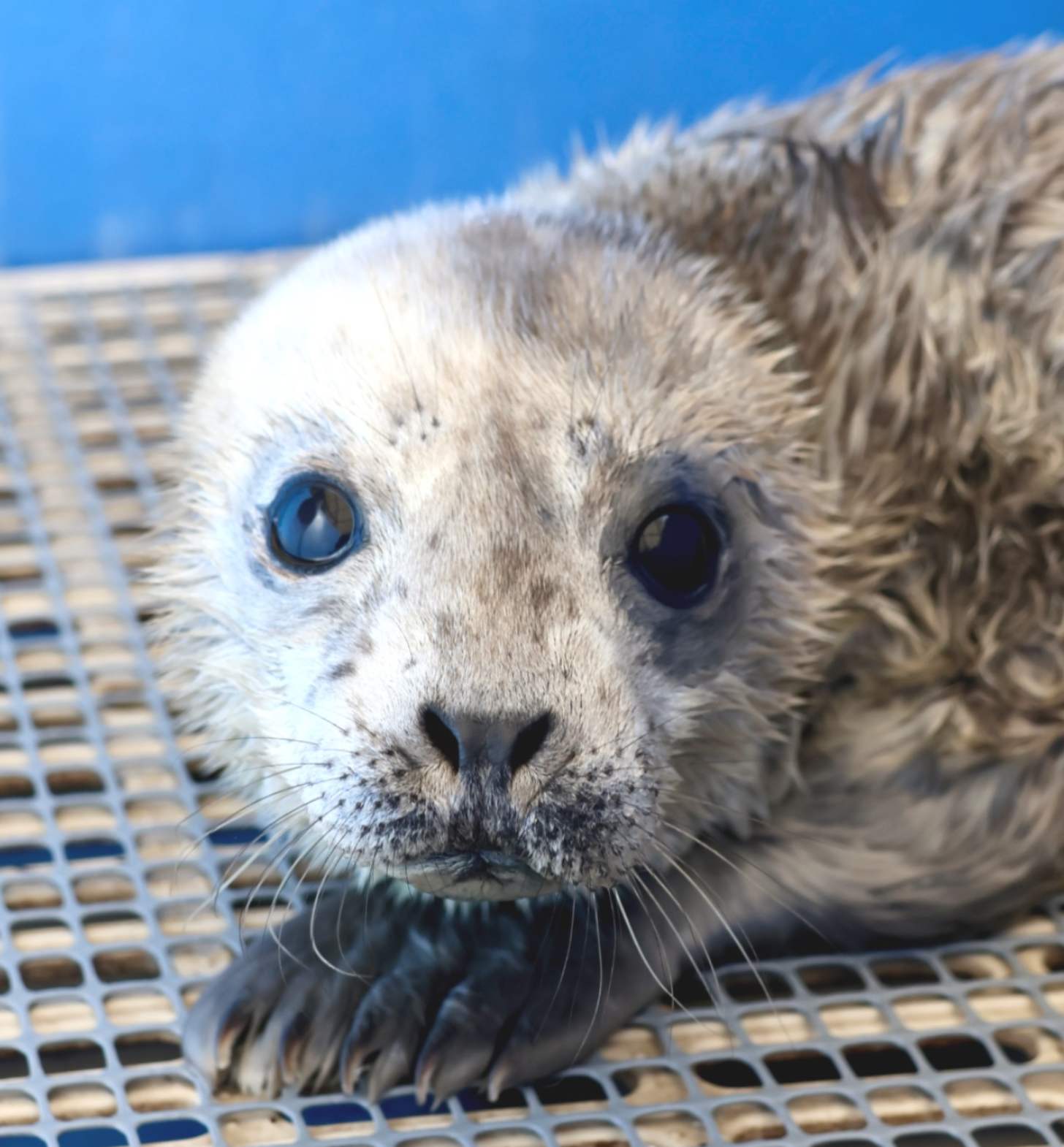 A close-up of a harbor seal pup 