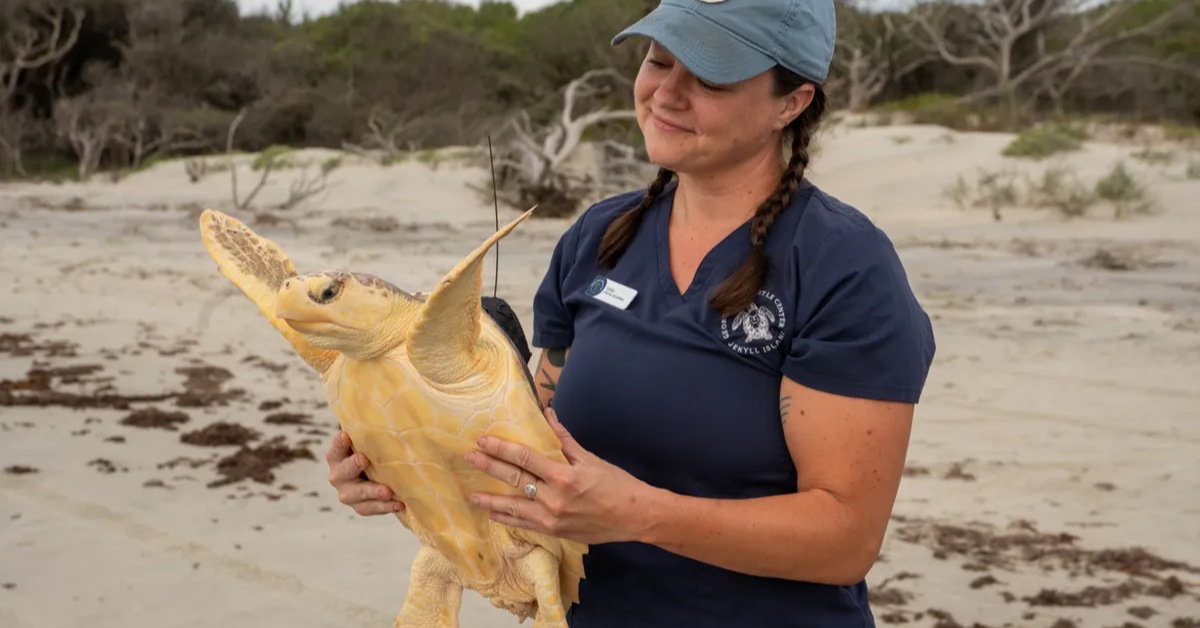 A woman in a blue polo shirt in hat smiles as she holds a sea turtle on a beach