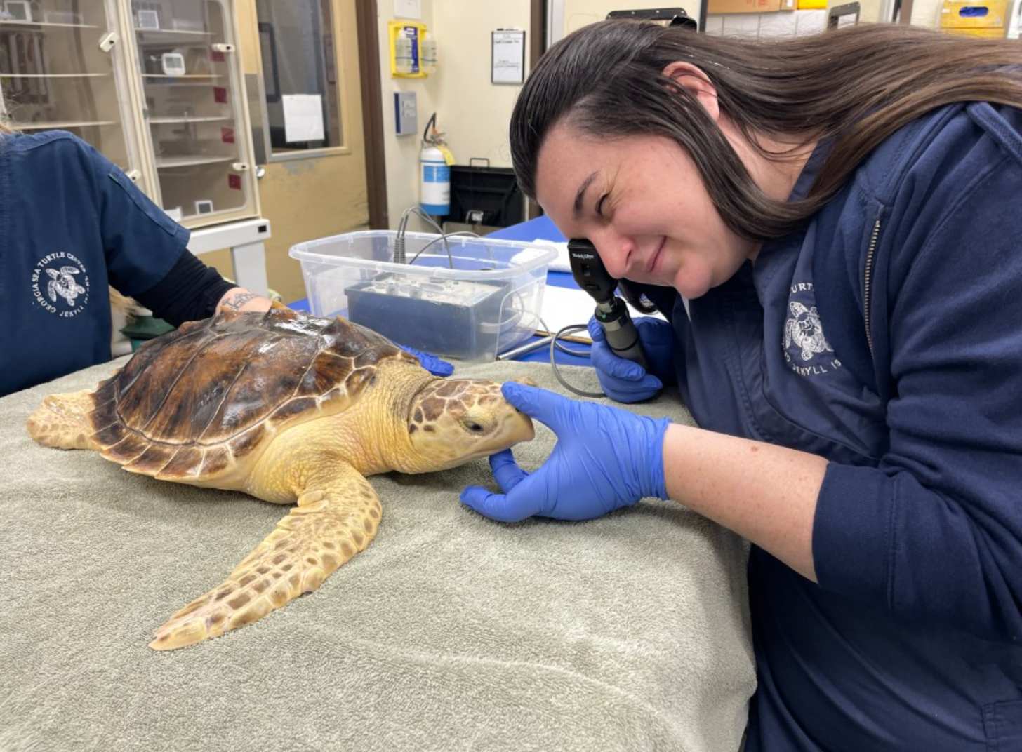 A woman examines a sea turtle on a clinic table